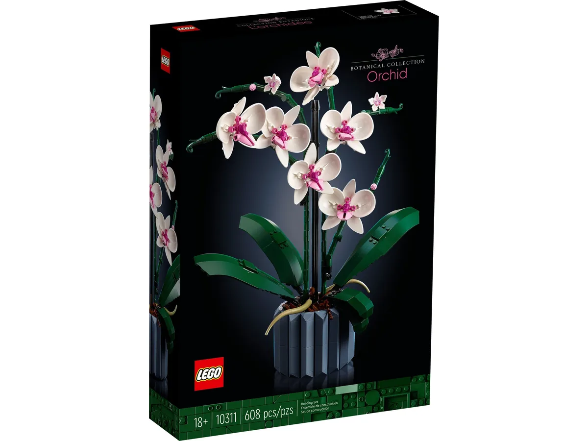 Orchid