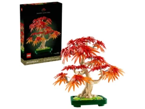 Japanese Red Maple Bonsai Tree
